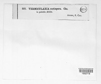 Vermicularia rectispora image